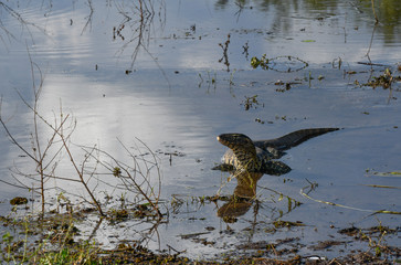 Monitor Lizard