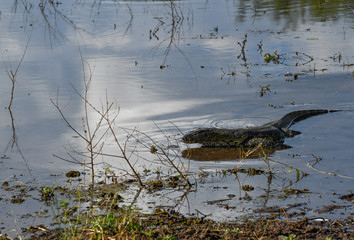 Monitor Lizard