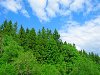 Mixed forest and blue sky with white clouds. Concepts of environmental conservation, natural background, summer backgrounds.