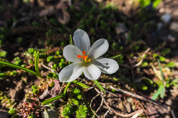Beautiful crocus flowers