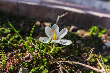 Beautiful crocus flowers