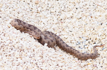 horned viper,  vipera ammodytes