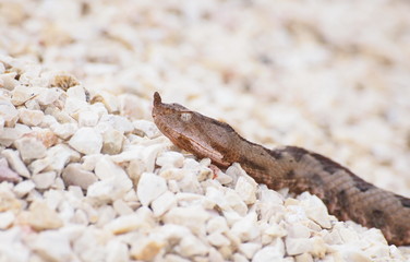 horned viper,  vipera ammodytes