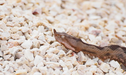 horned viper,  vipera ammodytes