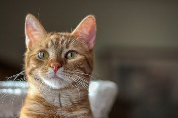 Orange Cat Portrait