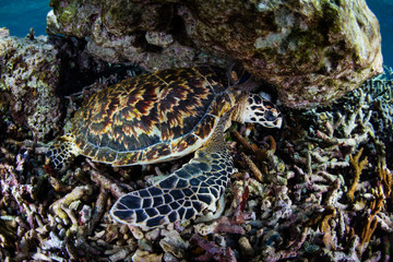 Sleeping Hawksbill Sea Turtle on Coral Reef