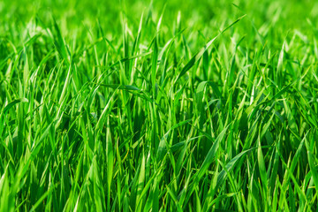 Fototapeta na wymiar Fresh spring grass on the field - backdrop