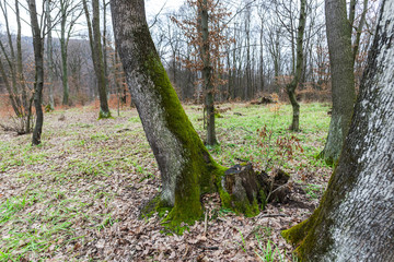 Forest in the springtime