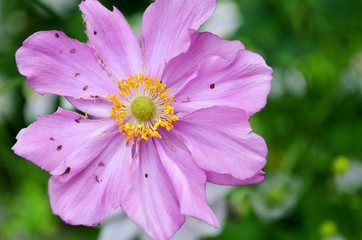 Purple Flower