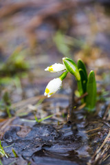 Wild snowdrops in the florest