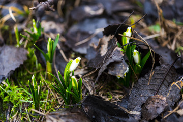 Wild snowdrops in the florest