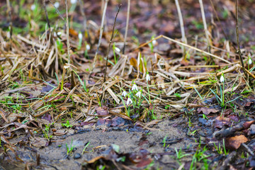 Wild snowdrops