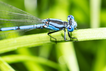 Dragonfly © Skyler