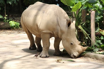 Naklejka premium rhinoceros
