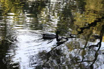 Санкт-Петербург