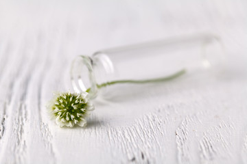 Composition with clover in glass. melancholic still life with white clover. soft focus