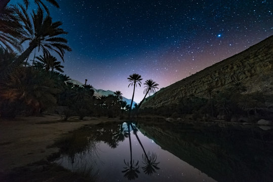 Two Date Trees Under The Stars