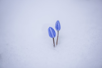 Wild flowers on the snow