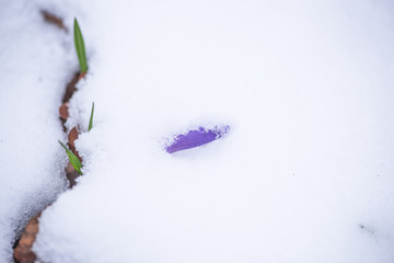 Wild flowers on the snow