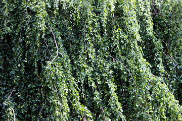 tree leaves green texture