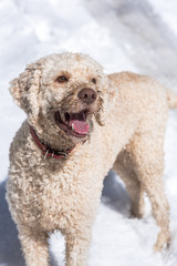 Cute dog on the snow