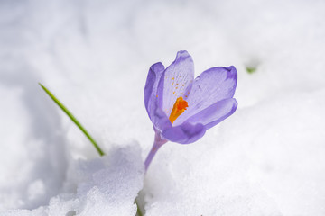 Flowers in the winter