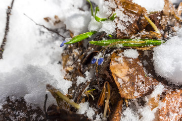 Flowers in the winter