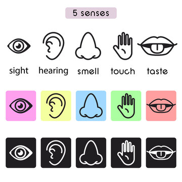 Five human senses sight, hearing, smell, touch and taste vector line icon illustration.