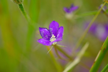 Fioritura Lenticchie