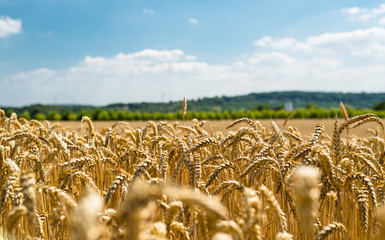 Landscape of golden wheat field  by summertime on background blue sky with clouds and trees.