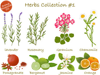 水彩イラスト：ハーブ／エッセンシャルオイル・精油