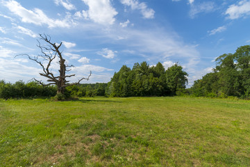 The old tree at a grassy meadow.