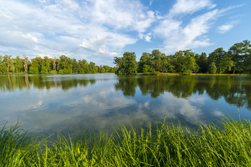 Summer lake near the forest.