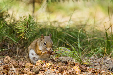 Naklejka na ściany i meble Mother squirrel eating pine cones
