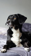 schwarz-weißer Hund