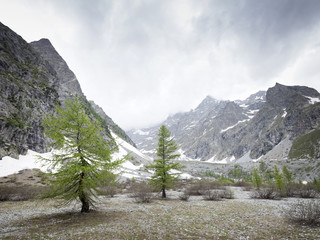 Fototapeta na wymiar larch trees on beautiful plain near pre de mme carle in french parc national des ecrins of haute provence in the french alps