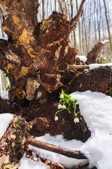 Snowdrops in the forest on the fresh snow