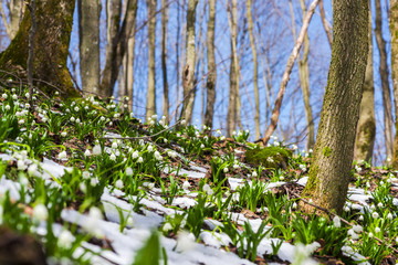 Snowdrops in the forest on the fresh snow