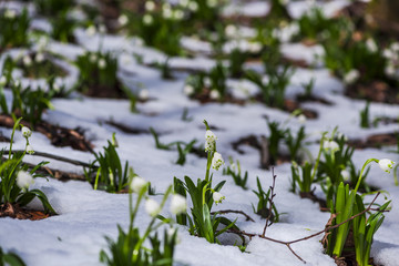Snowdrops in the forest on the fresh snow