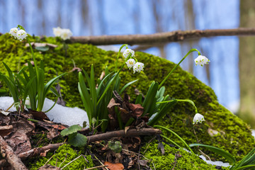 Crocus inside of the forest