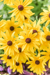 Fototapeta premium Black Eyed Susans