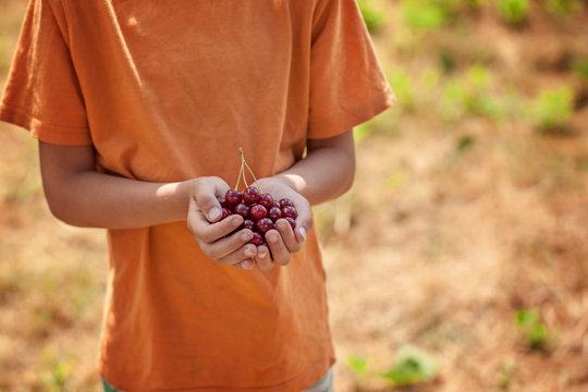 Child's hand holding a red cherries on green nature background.