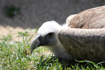 Vulture is the name of a series of mostly large to very large species of birds of prey, which eat mostly mostly or exclusively carrion
