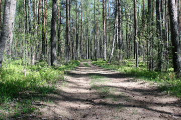 Forest road