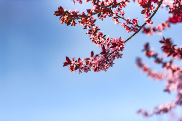 Wild cherry flowers