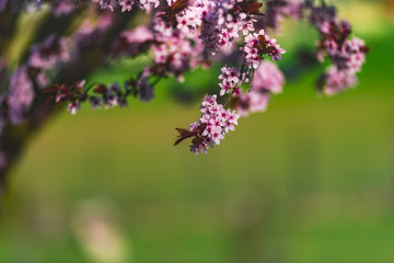 Wild cherry flowers