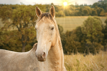 Portrait of a horse outdoor on a field in summer 