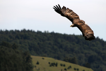 Fototapeta na wymiar Vulture is the name of a series of mostly large to very large species of birds of prey, which eat mostly mostly or exclusively carrion 