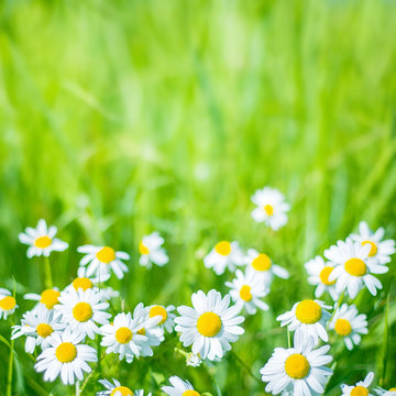 Summer Nature background with chamomile flowers