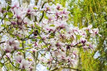 Naklejka premium Springtime in the park